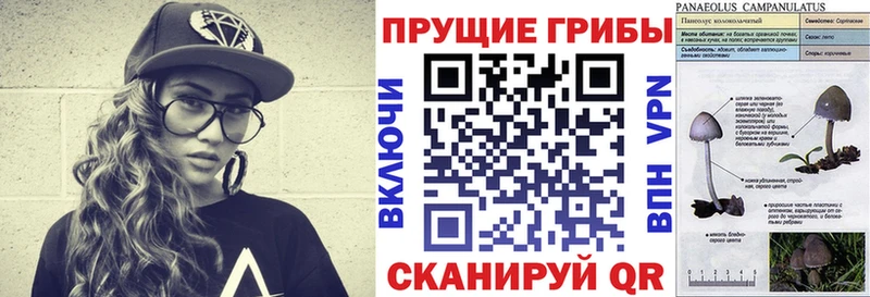 Купить закладки  Анива  Псилоцибиновые грибы GOLDEN TEACHER 